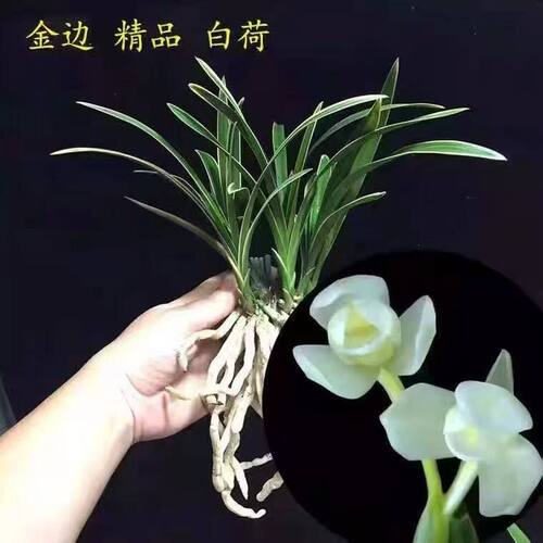 浓香型当年开花水培金边兰花建兰