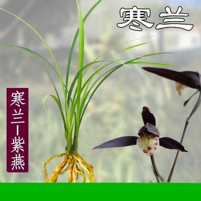 带花苞精品细叶兰花苗寒兰【紫燕】铭品名贵老种苗室内外盆栽花卉