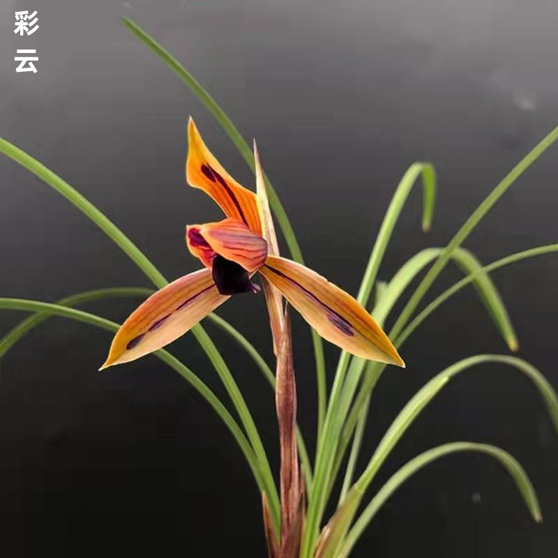新品带花苞矮种兰花大全【彩云】精品春兰花苗浓香室内外绿植盆栽
