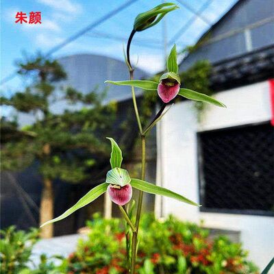 浓香型将上内外兰花紫荆花卉盆栽
