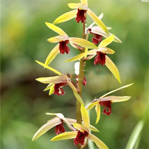 浓香型花苞兰花蕙兰楚天盆栽内外