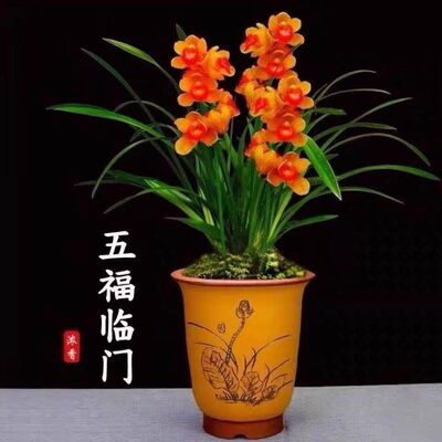 五福临门建兰浓香大花蕙兰盆栽