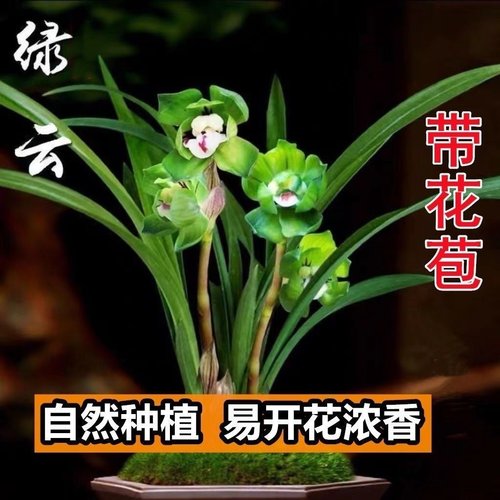 带花苞春兰皇后绿云矮种兰花