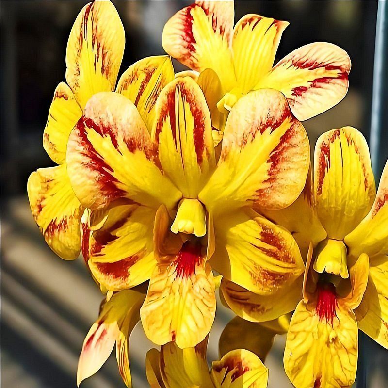 精品石斛泰国进口兰花盆栽浓香洋兰花卉办公室绿植基地开花浓香型