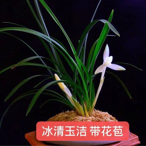 冰清玉洁兰花花苞新店开张春兰带