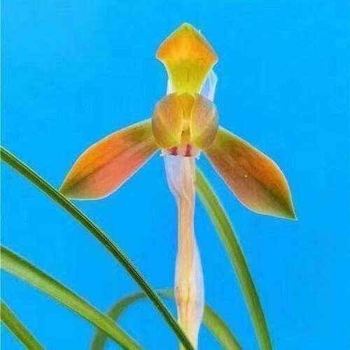 浓香型花苞兰花春兰新品经典红花