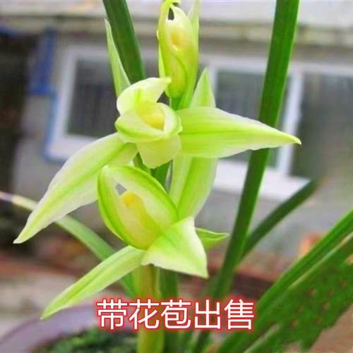 浓香型花苞兰花云南品种水仙花卉