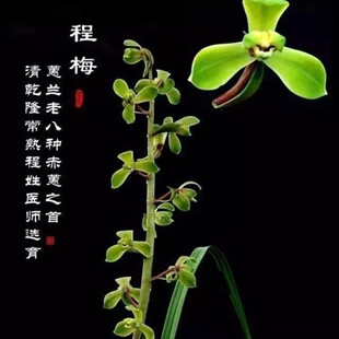 带花苞蕙兰老八种赤惠【程梅】自然大棚种植绿植花卉高档