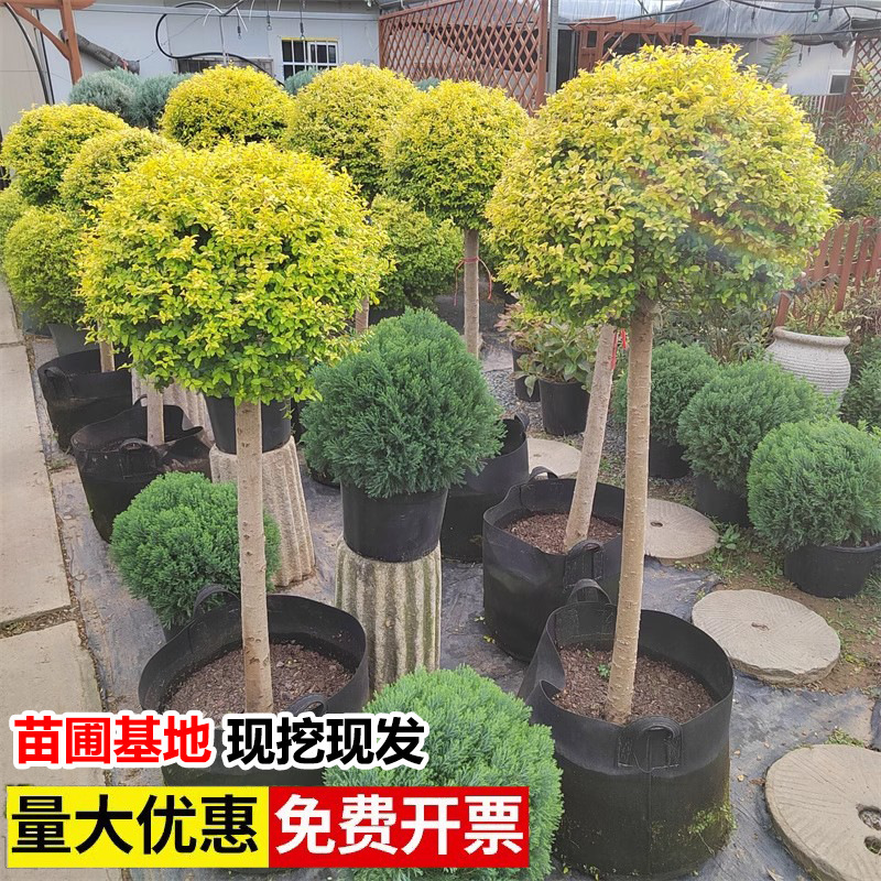 亮晶女贞棒棒糖花境植物川滇蜡树蓝冰柏柠檬之光亮金女贞