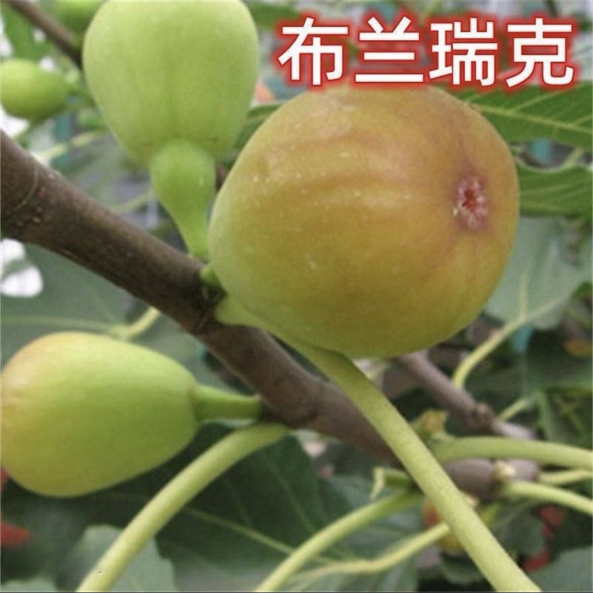 布兰瑞克无花果盆栽地栽盆栽南北方好养好活阳台庭院果树