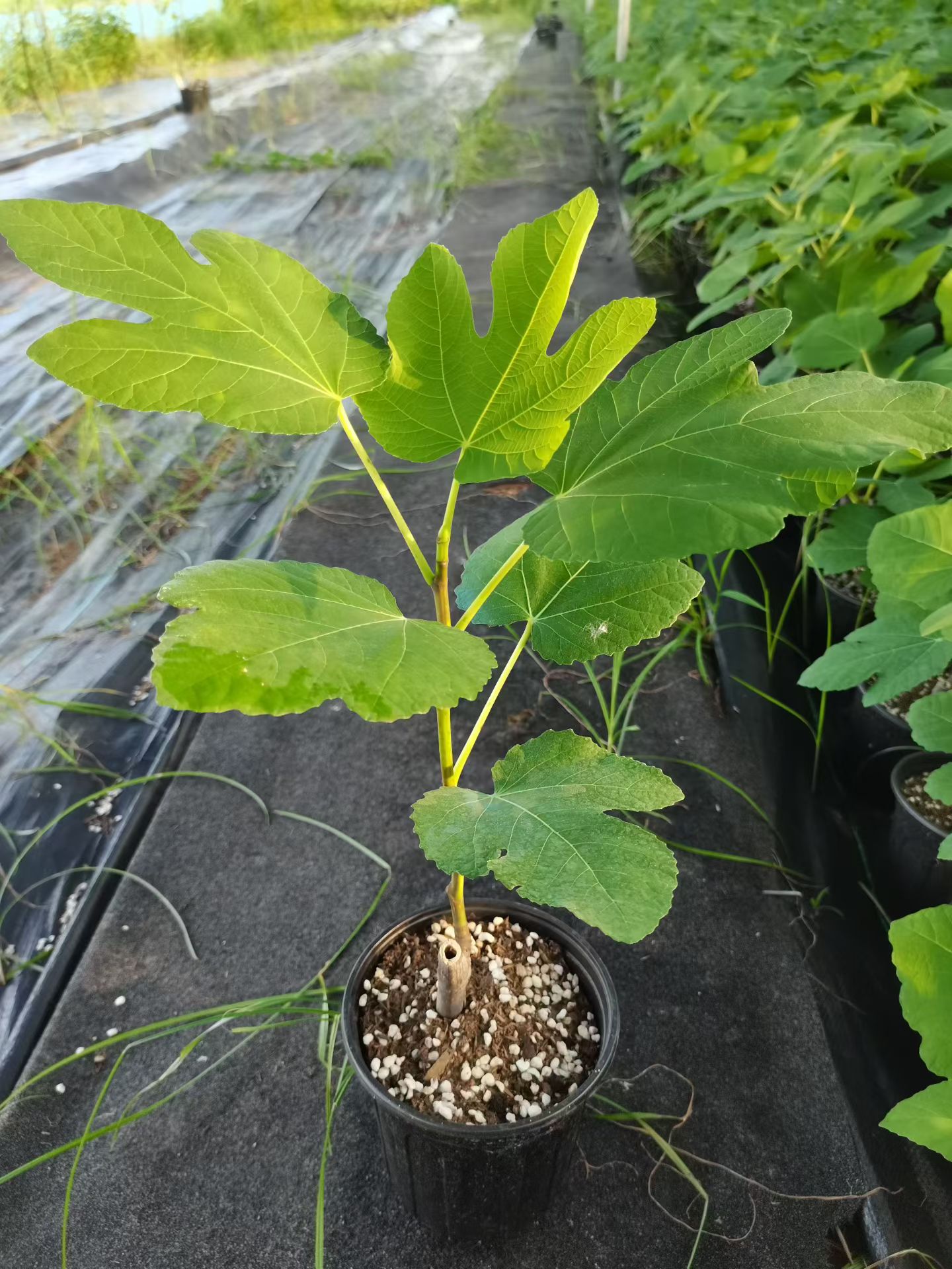 无花果树苗青皮芭劳奈波姬红盆栽地栽南北方种植阳台庭院当年结果