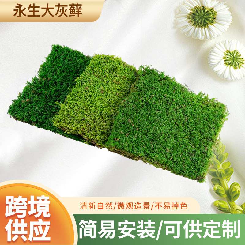 永生大灰藓仿真草坪地毯绿植墙庭院铺面用DIY园林建设微景观摆设