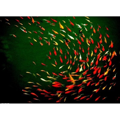 苏绣初学DIY套件材料包 v群鱼图 满绣 客厅餐厅 手工刺绣装饰画