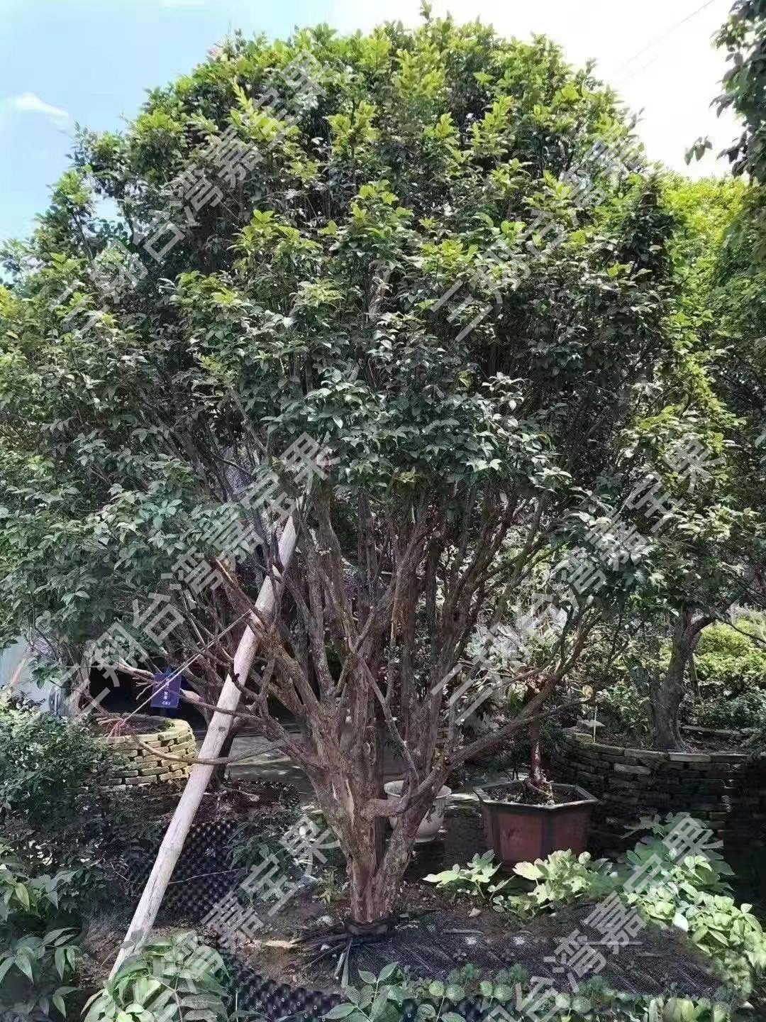 台湾正宗沙巴嘉宝果树庭院种植3.5m高(二十二年)