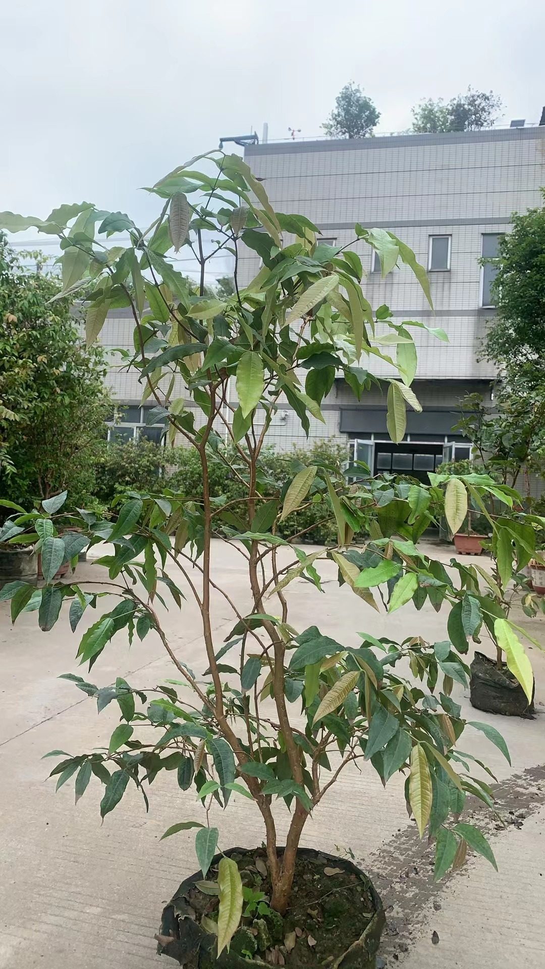 台湾正宗大红钻嘉宝果树花园阳台庭院种植110-150树高(5年多)