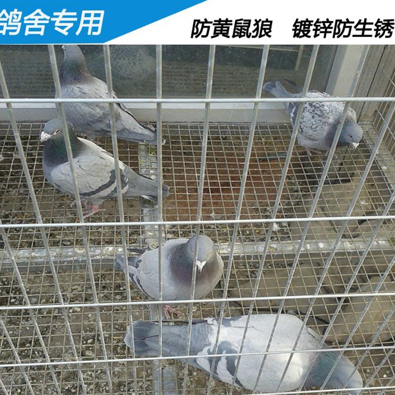 镀锌铁丝网铁网格网片加粗养殖网围栏电焊铁丝网钢丝网防护网网片