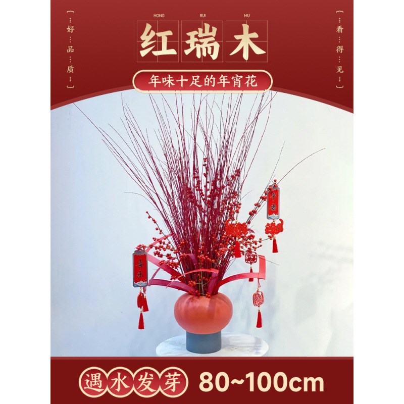 红瑞木鲜切枝水培红柳树枝条银柳插花束四季室内客U厅装饰好养植