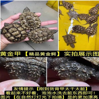 北美小鳄龟苗活物宠m物龟观赏龟杂佛食肉龟水龟外塘凶猛小乌龟活