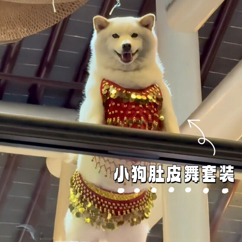 宠物创意肚皮舞裙狗狗猫