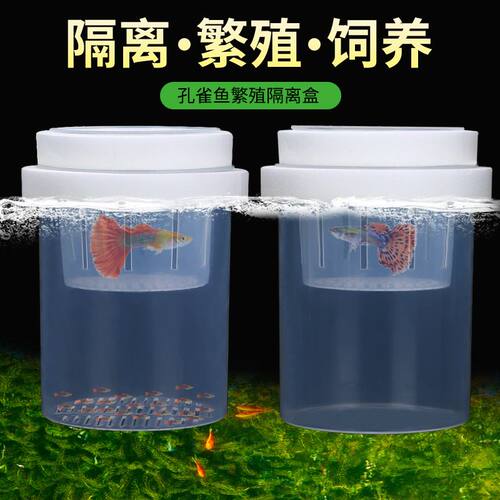 孔雀鱼繁殖隔离盒小鱼凤