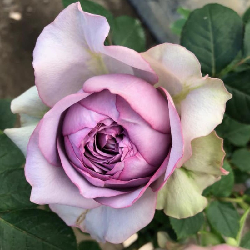 新品 首饰盒 月季扦插花苗灌木多季中香庭院花园盆栽花卉