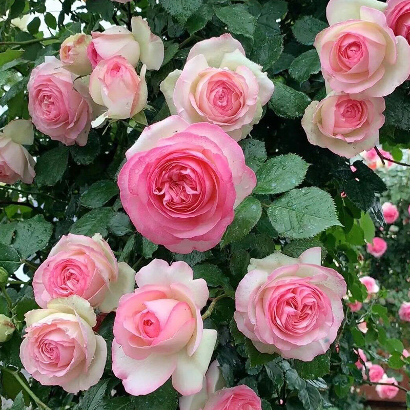 粉色龙沙宝石爬藤蔷薇月季花苗大花浓香花卉绿植物阳台庭院