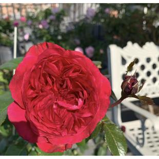 欧月戴尔巴德灌木月季 花苗 扦插苗盆栽庭院阳台 月季 伏旧园之花