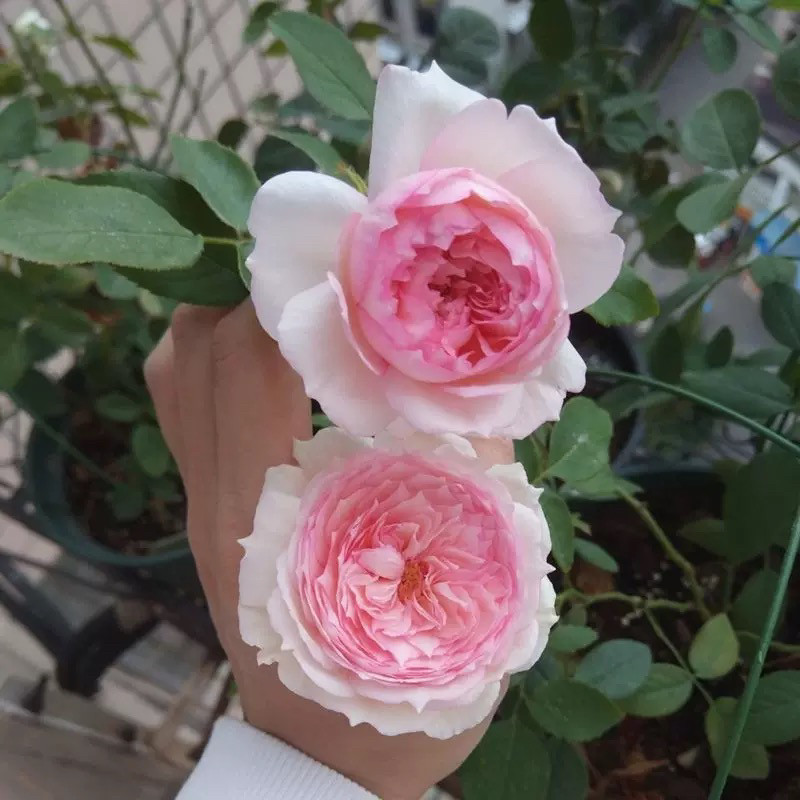 欧月弗洛斯河上的磨坊小苗 四季大花灌木月季花苗绿植盆栽花卉
