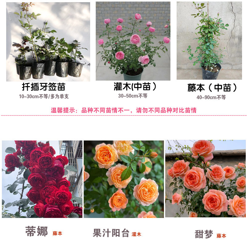 月季花苗藤本欧月微月灌木月季大花爬藤植物阳台花卉盆栽多季开花