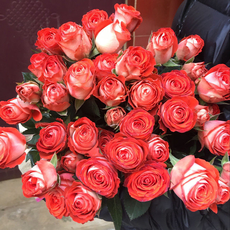 山姆月季 惊艳泡泡 多头玫瑰花苗大花切花月季盆栽地栽四季开花