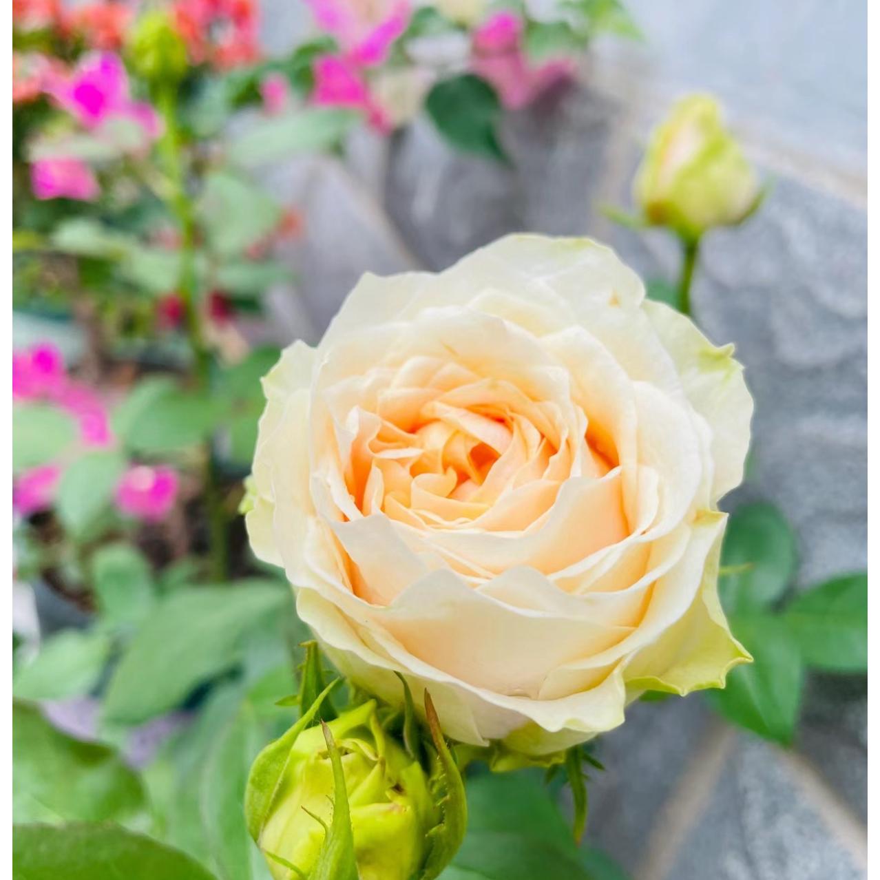 教母 日月切花月季花苗直立勤花奶绿色大包子 花瓣多庭院栽植