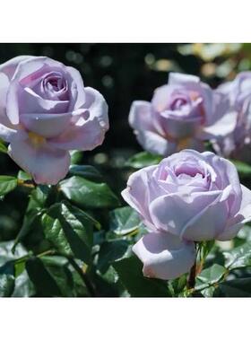新品月季荣耀 法国尼普 月季花苗浓香大花抗病 灌木蓝紫色
