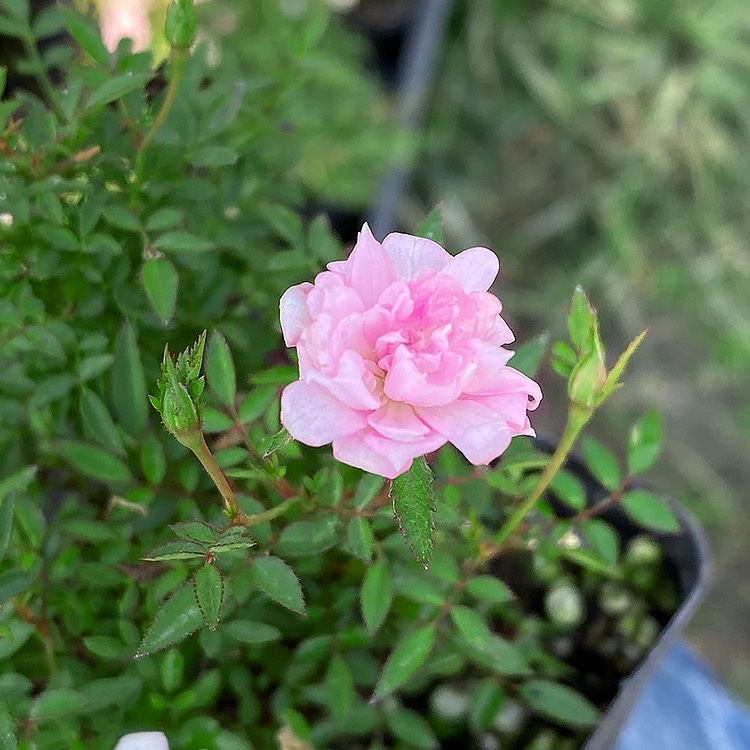 姬月季日本姬乙女姬蔷薇迷你盆栽室内桌面绿植花卉超微型月季植物