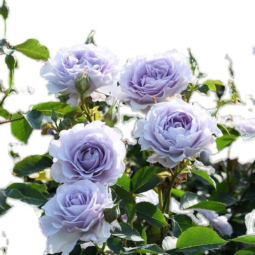 新品 隐隐青月季多头勤花阳台盆栽玫瑰月季花苗庭院植物