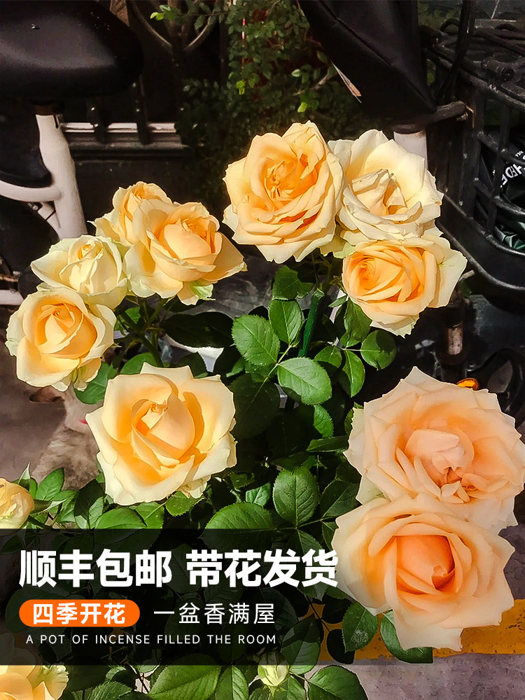 蜜桃雪山月季大花苗月季切花玫瑰灌木阳台庭院四季开花卉植物盆栽
