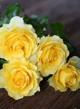 贝壳月季花苗阳台庭院盆栽大花切花抗病勤花花季开花波浪边黄色