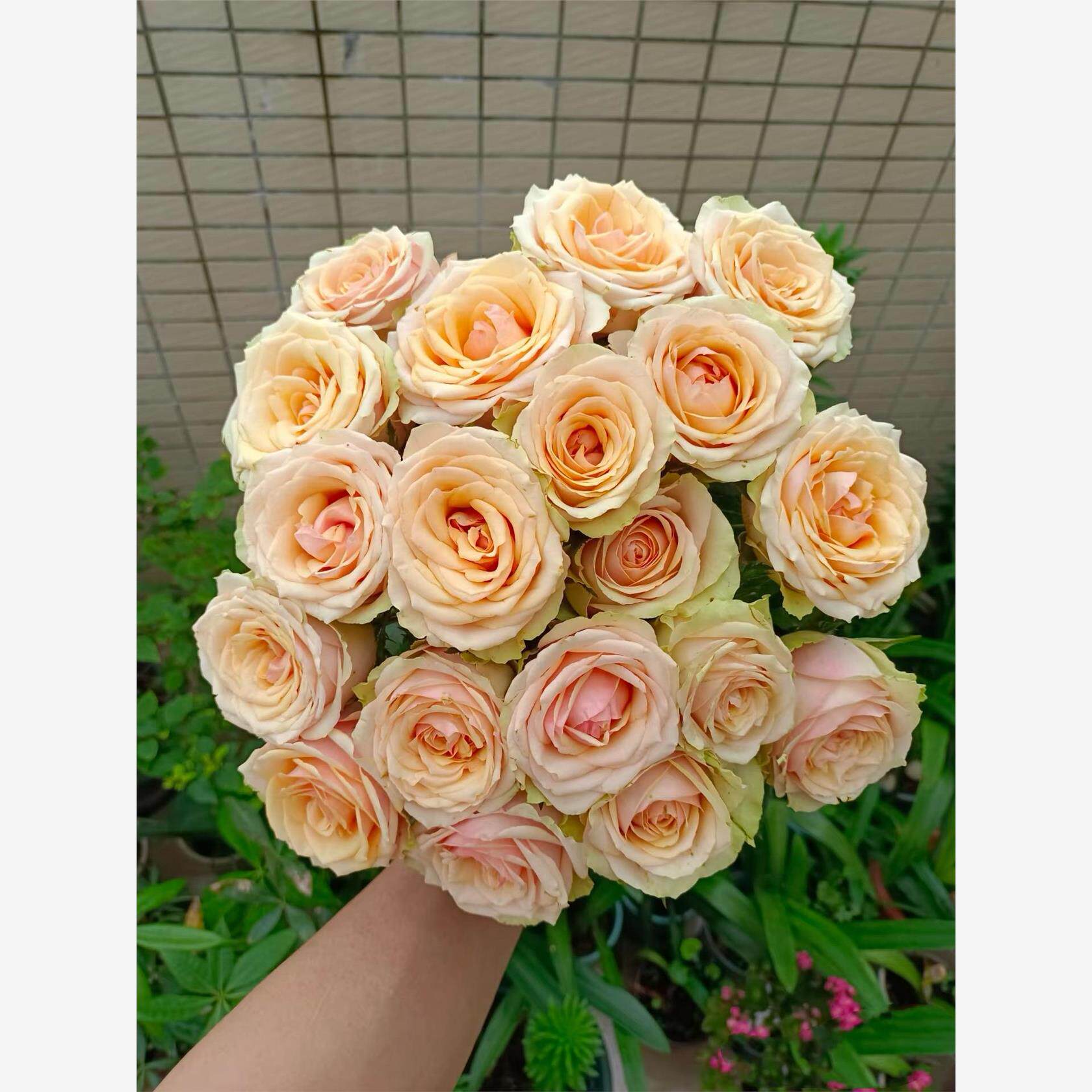 新品【迪威娜】 月季花苗 阳台庭院栽植切花大花月季盆栽勤花