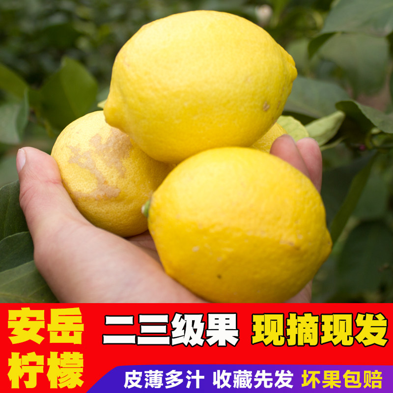 柠檬新鲜安岳二三级黄水果子应季皮薄多汁孕妇现摘现发5斤10整箱