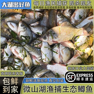 微山湖野捕大鲫鱼新鲜活的现杀淡水生态小鲫鱼生鲜下奶炖汤发顺丰