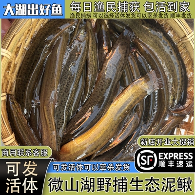 微山湖纯野捕泥鳅发顺丰包活到家