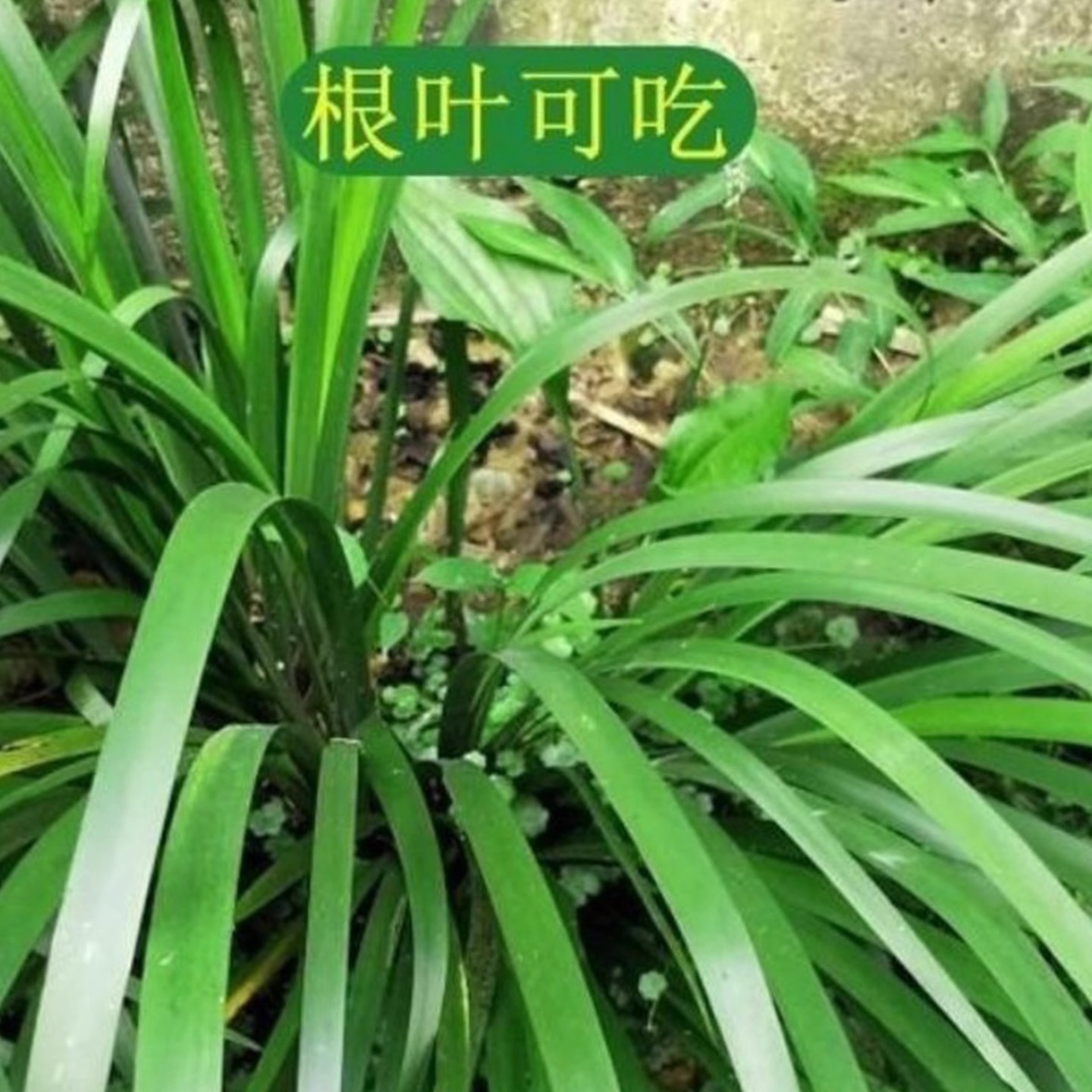 贵州新鲜野生山奈香料三赖五香叶清香茴香菖蒲羊牛肉火锅食用香草