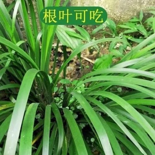 调味料贵州香料新鲜包邮现摘特产