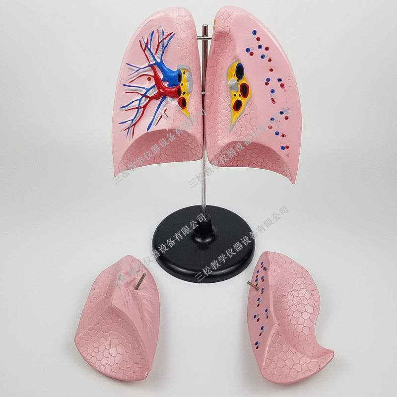 肺模型人体肺解剖模p型肺部支气管呼吸系统结构造教学教具模型