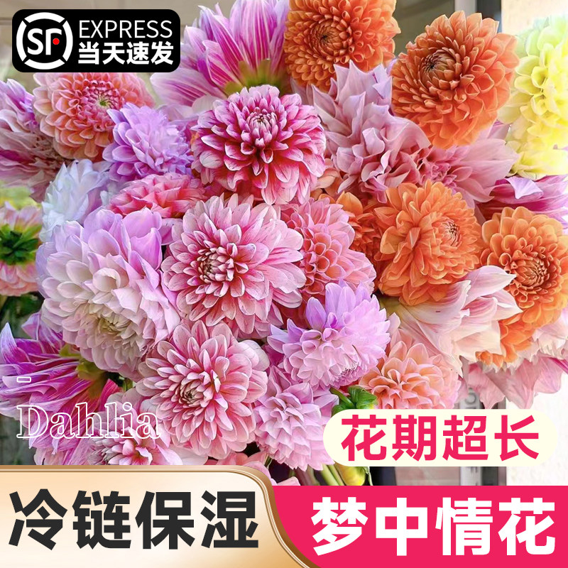 极速大丽花鲜切花奶油桃子花期长鲜花云南基地直发U重瓣插花瓶水