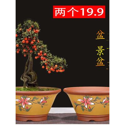 紫砂墨兰花盆金钻花盆陶瓷绿箩专用花盆家用花盆陶瓷三角梅盆景
