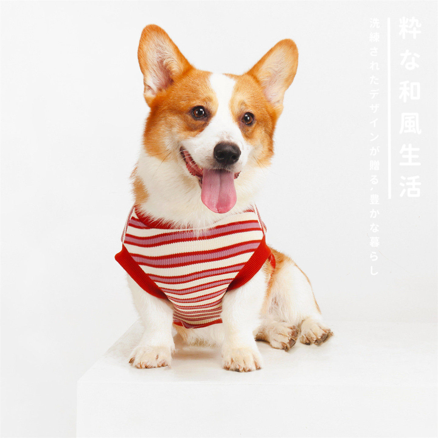 日本小型犬宠物春秋新款狗狗衣服狗宠物服装/雨衣