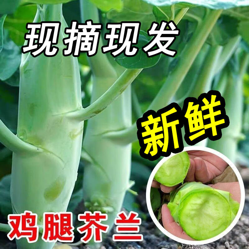 广东鸡腿芥兰菜新鲜大芥蓝应季蔬菜农家自种现摘绿色青菜净菜包邮