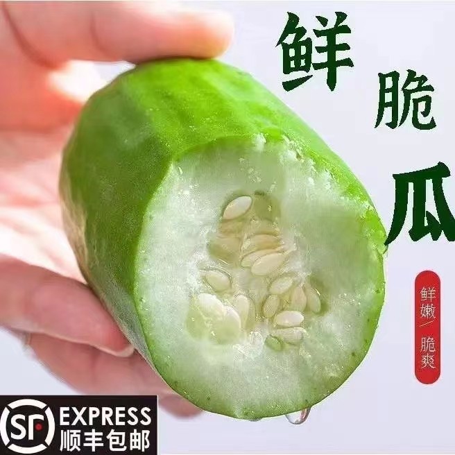 山东八棱脆瓜菜瓜烧瓜捎瓜青龙瓜水果非甜瓜新鲜现摘老人生吃顺丰