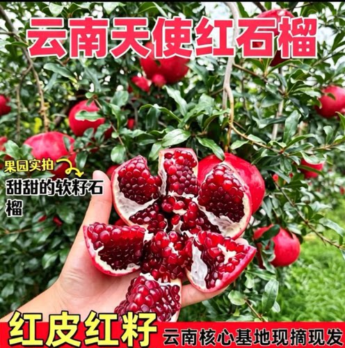 云南大理天使红软籽甜石榴