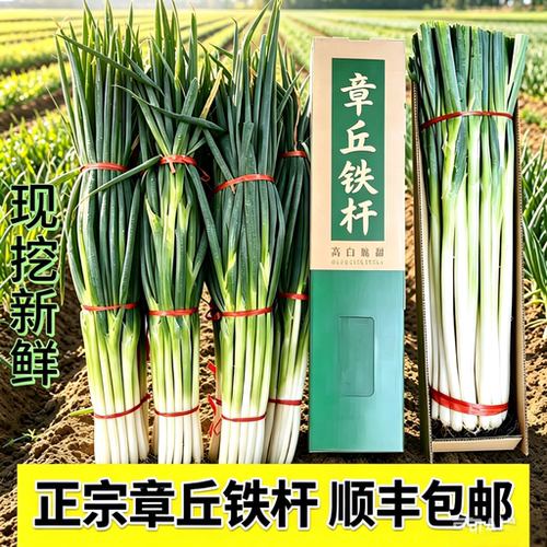 顺丰正宗山东章丘铁杆大葱旗舰店9斤高白生吃现挖现发产地直发